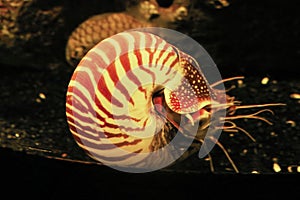 Pearly nautilus